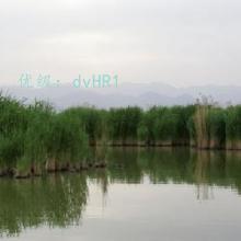 Բ