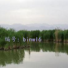г