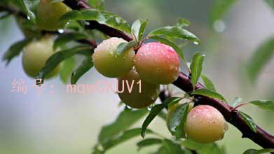 Сħ